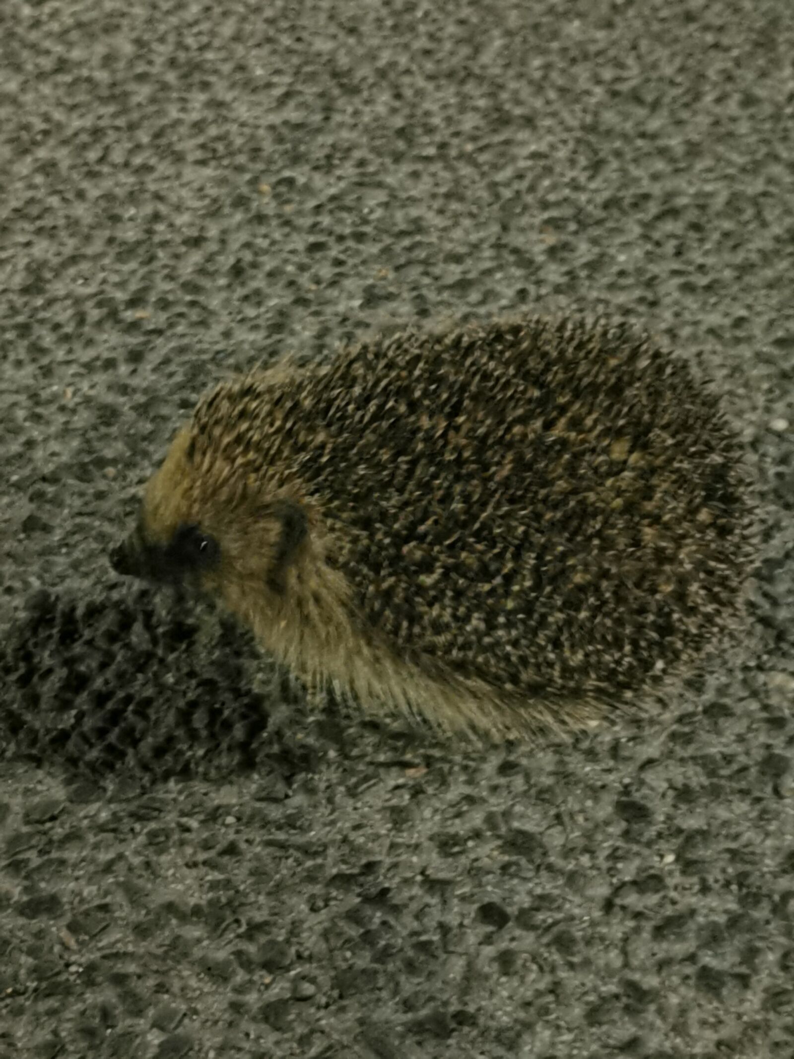 HUAWEI P30 Pro sample photo. Nature, hedgehog, animals photography
