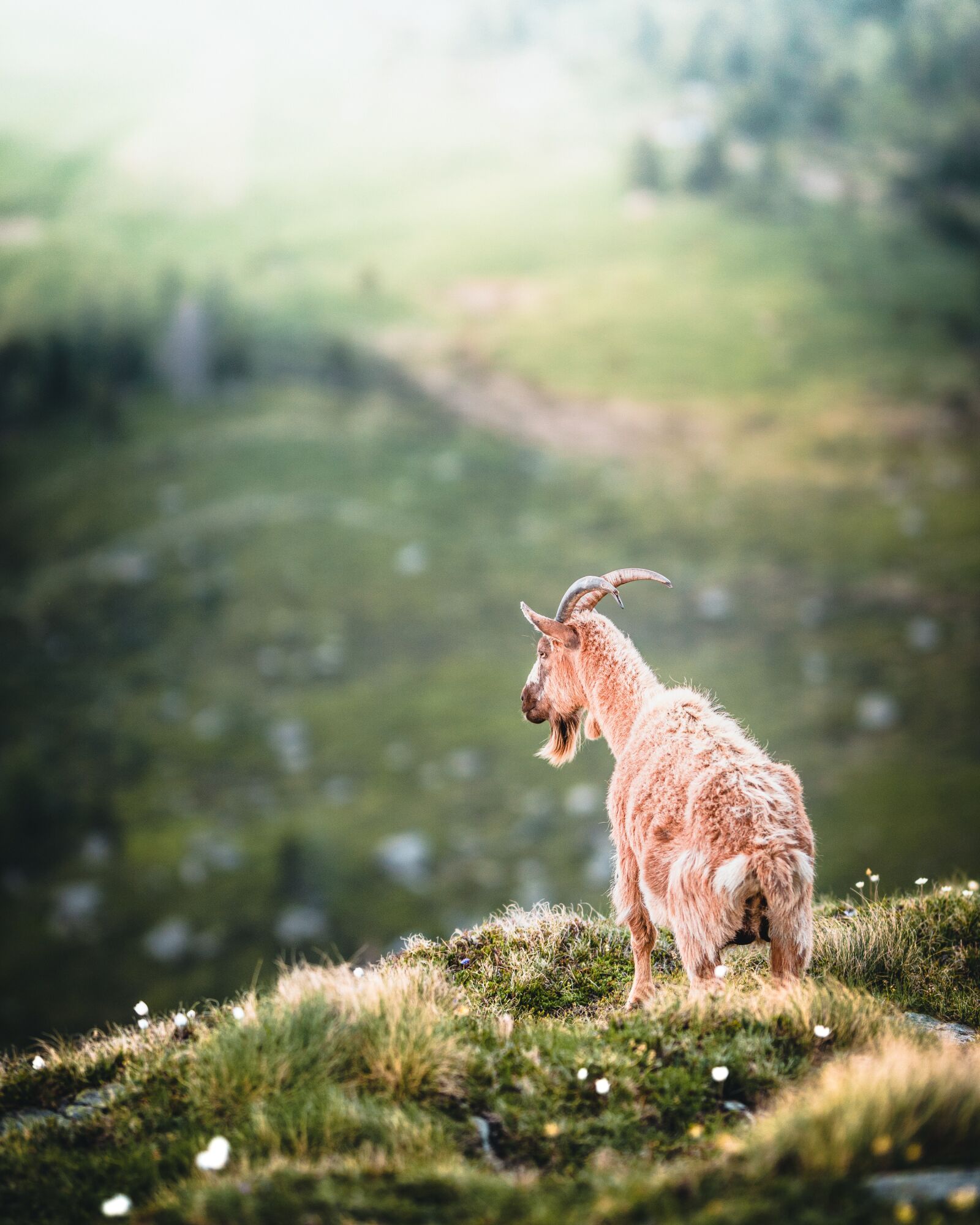 Sigma 105mm F1.4 DG HSM Art sample photo. Capricorn, ibex, alpine photography