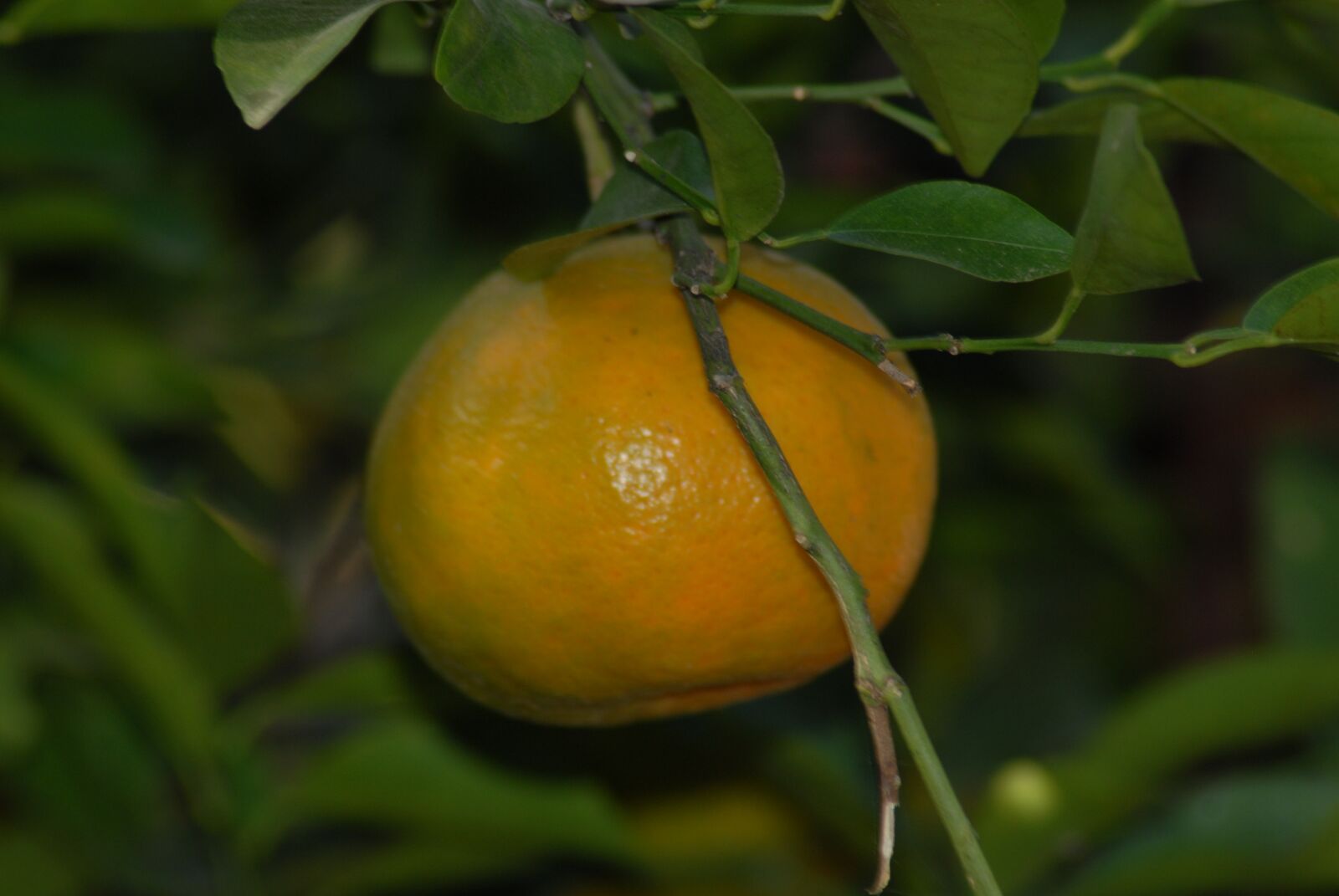 Nikon D200 sample photo. Tangerine, flora, nature photography