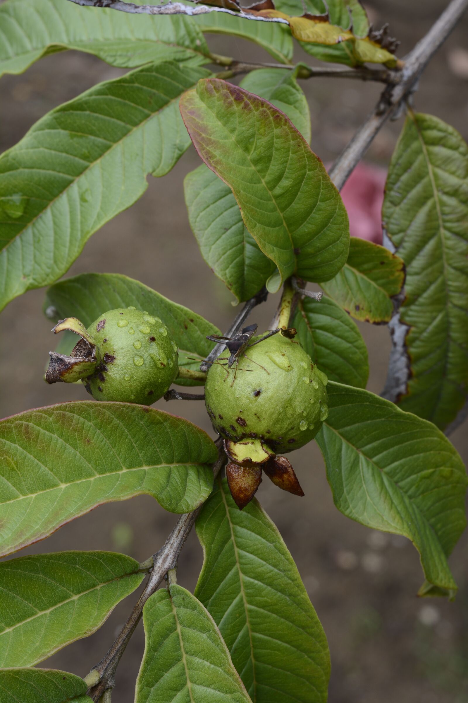 Nikon D5200 sample photo