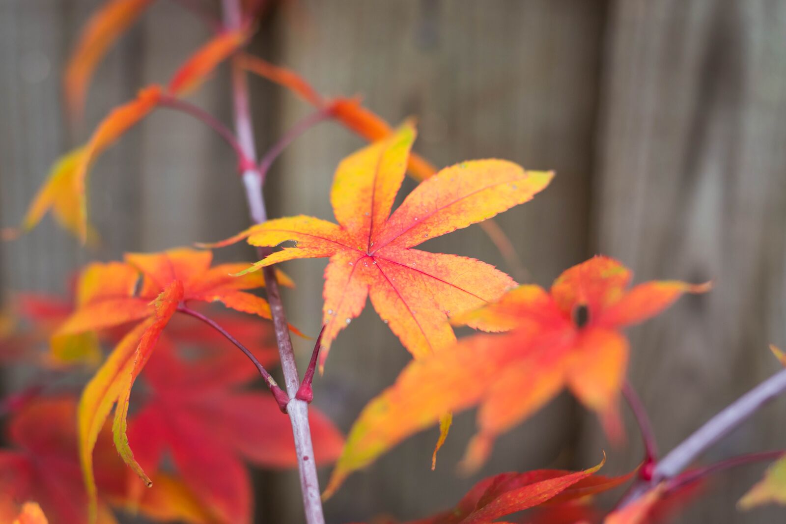 Nikon D3300 sample photo. Japan maple, maple leaf photography