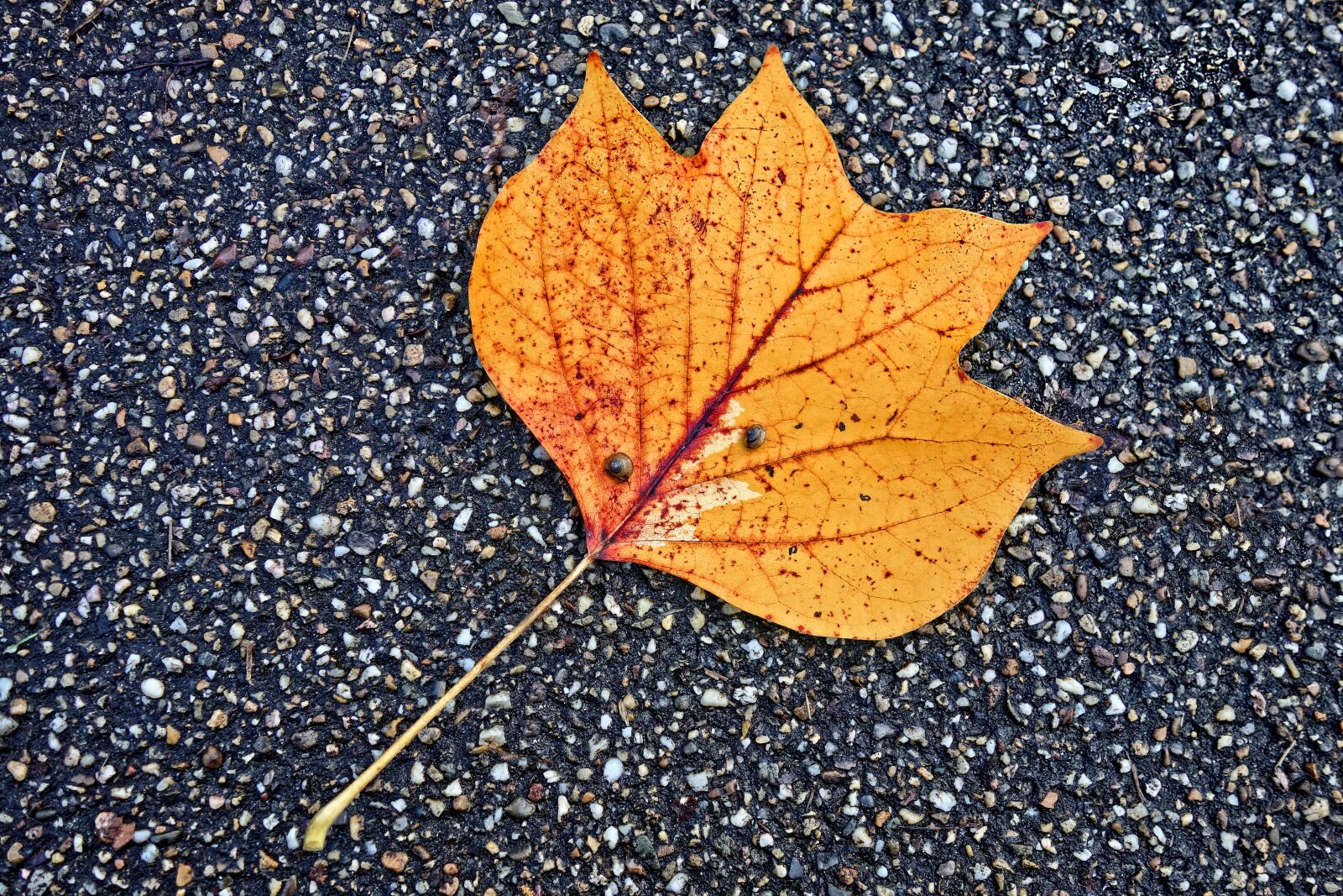Sony Cyber-shot DSC-RX100 sample photo. Leaf, fallen leaf, road photography