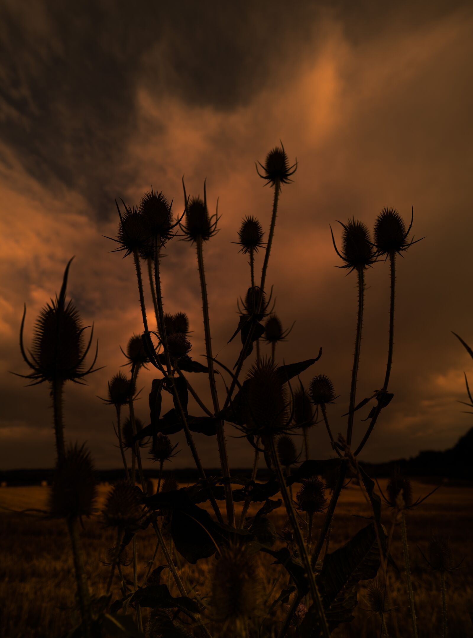 Sony a7 II + ZEISS Batis 18mm F2.8 sample photo. Silhouette, nature, thistle photography