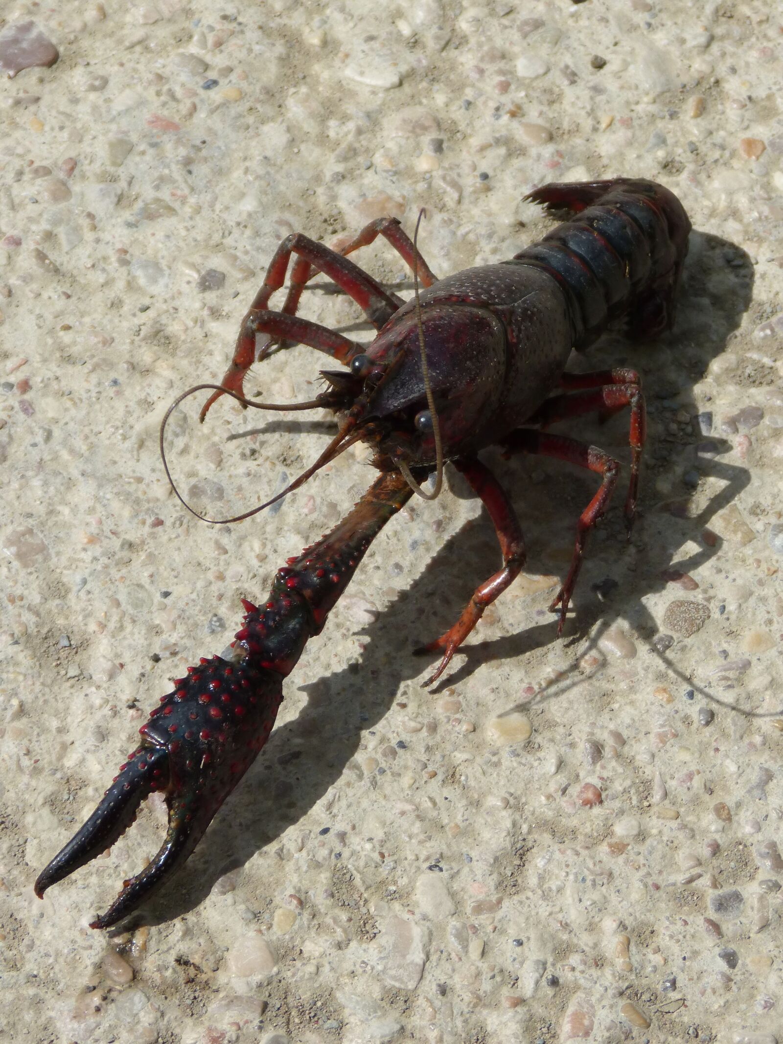 Panasonic DMC-FZ62 sample photo. American crab, crayfish, clip photography