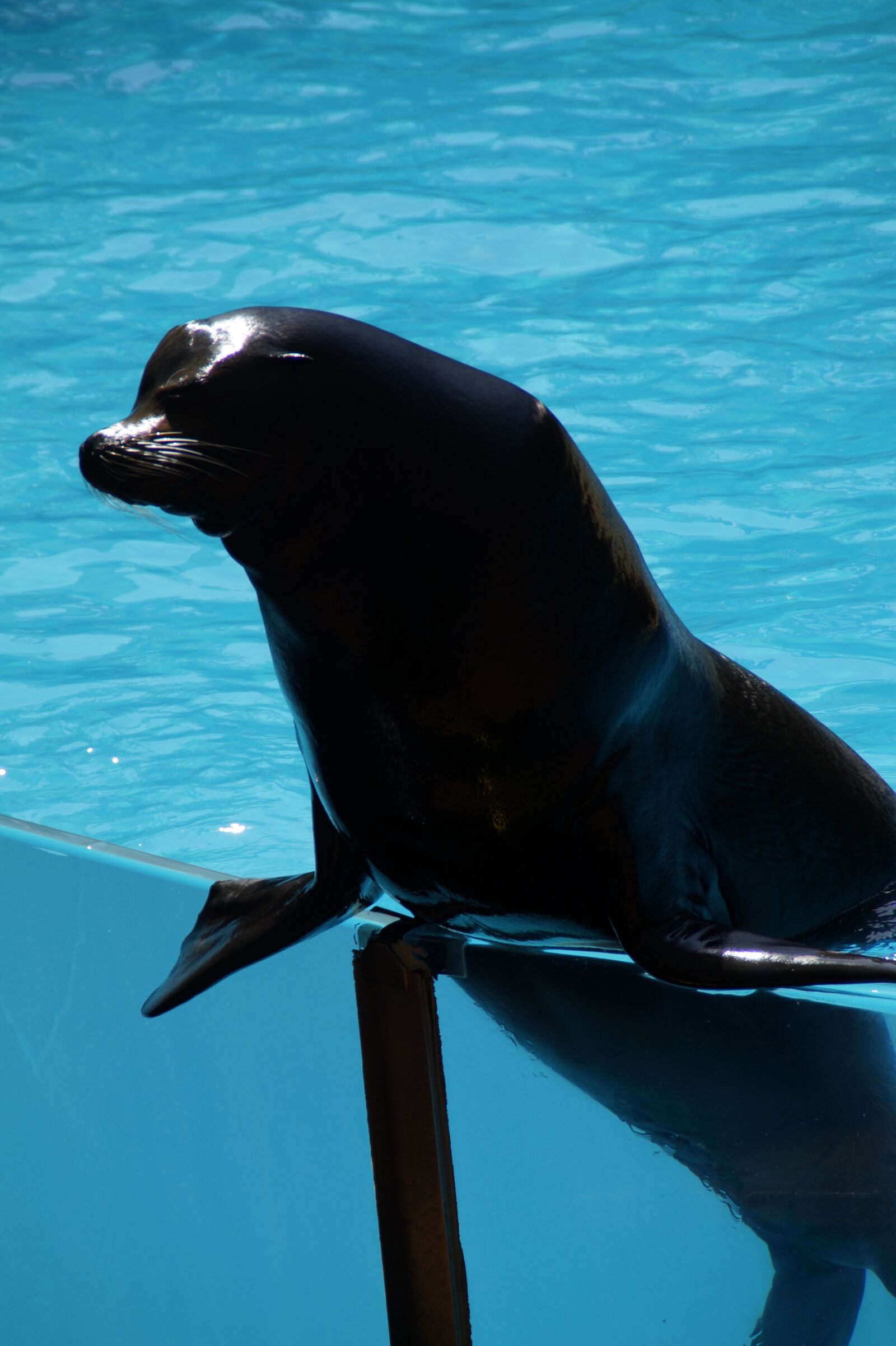 Sony SLT-A58 sample photo. Zoo, sea lion, males photography