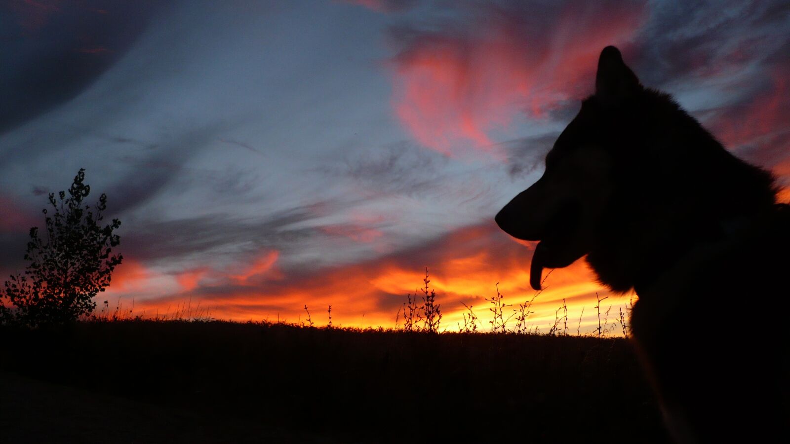 Panasonic DMC-LS75 sample photo. Dog, silhouette, sunset photography