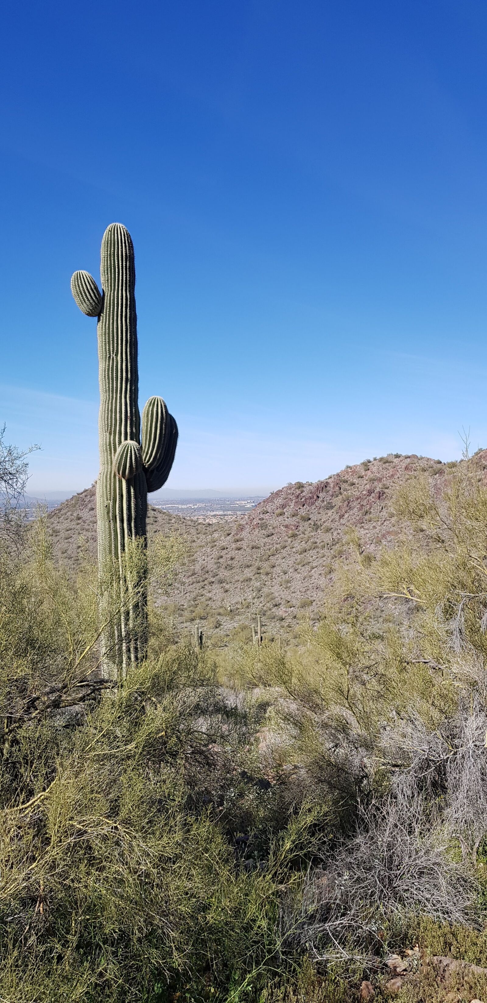 Samsung Galaxy S8 sample photo. Cactus, desert, heat photography