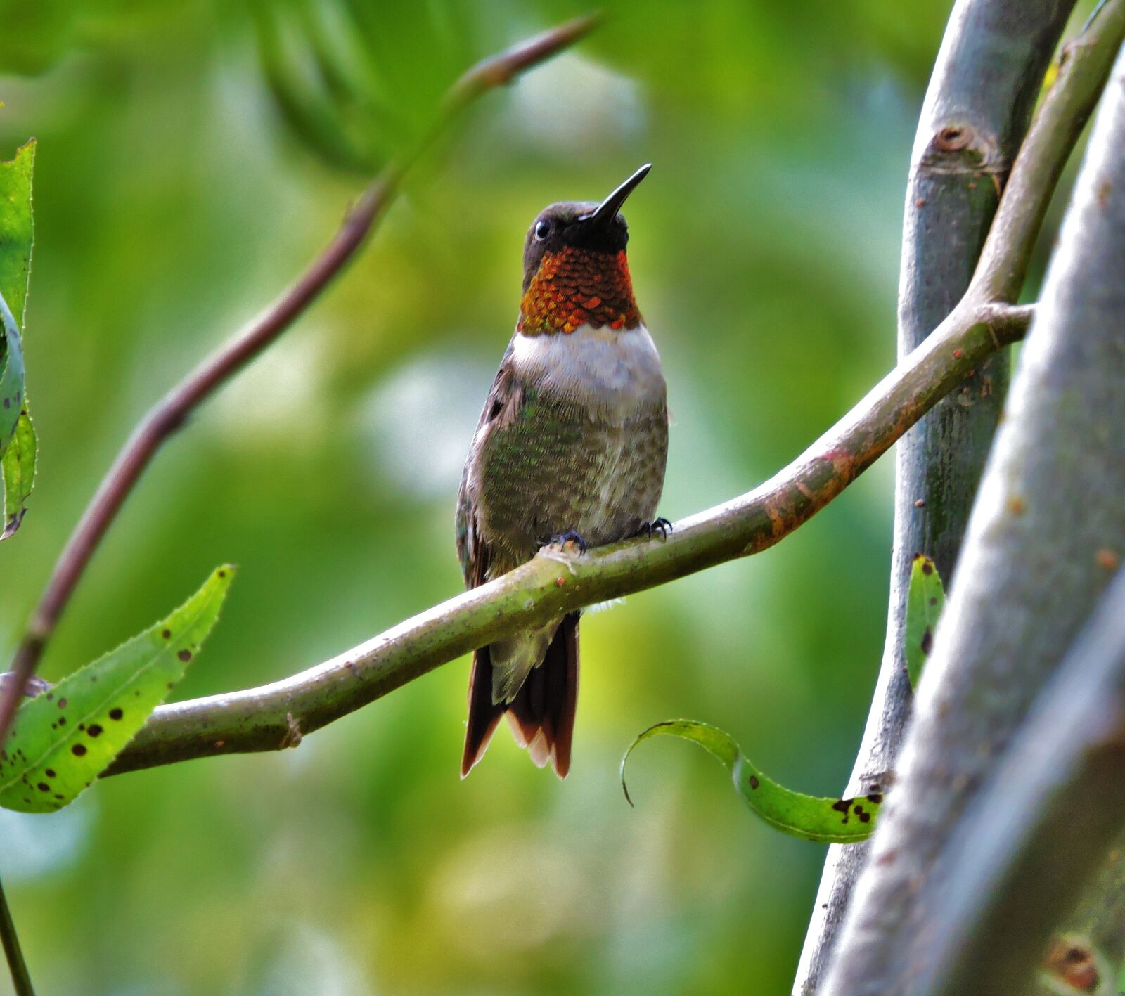 Nikon Coolpix P600 sample photo. Hummingbird, bird, nature photography