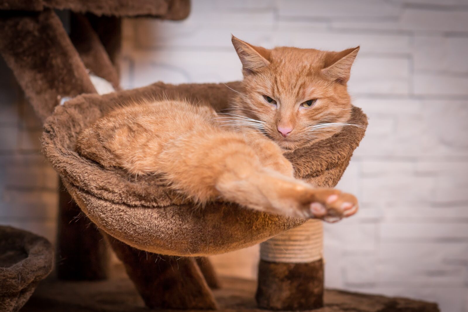 Nikon D750 sample photo. Cat, pet, rest photography