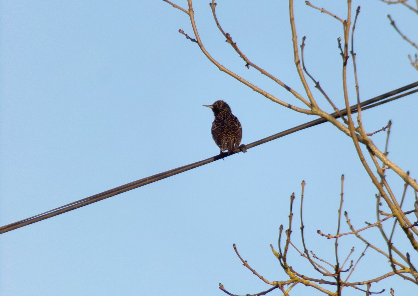 JK KODAK PIXPRO AZ421 sample photo. Bird, nature, fauna photography