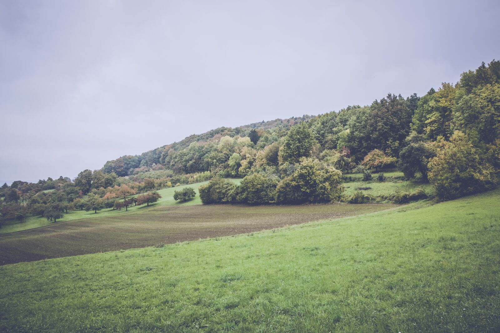 Canon EF 24-70mm F2.8L II USM sample photo. Landscape, nature, forest photography
