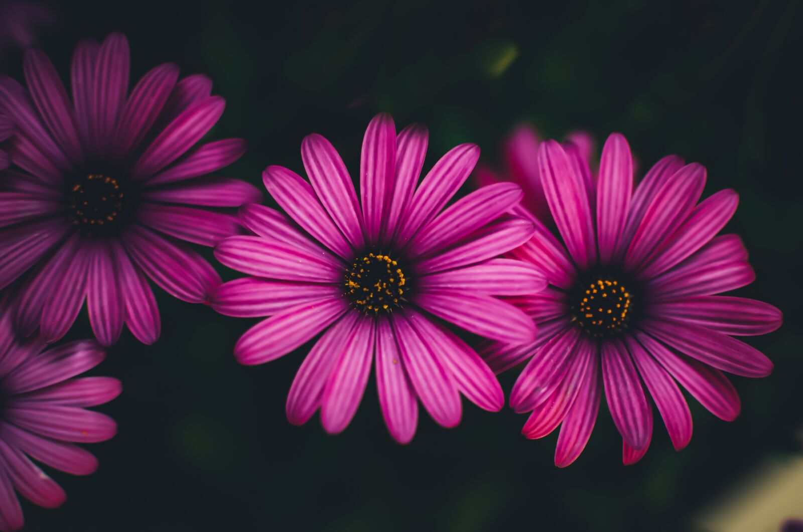 Nikon D5100 sample photo. Flowers, red, garden photography
