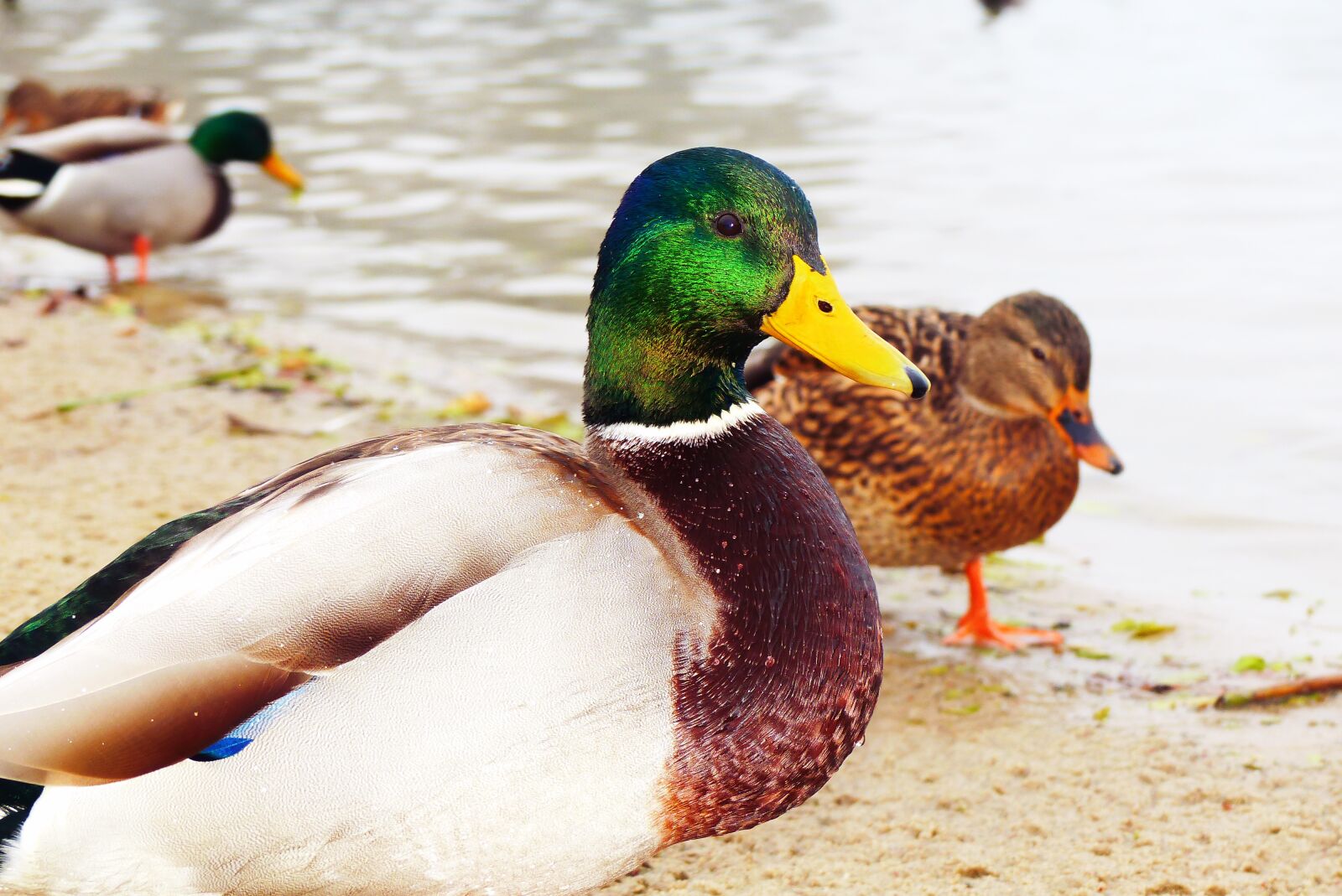 Panasonic Lumix DMC-FZ200 sample photo. Mallard duck, tom, portrait photography