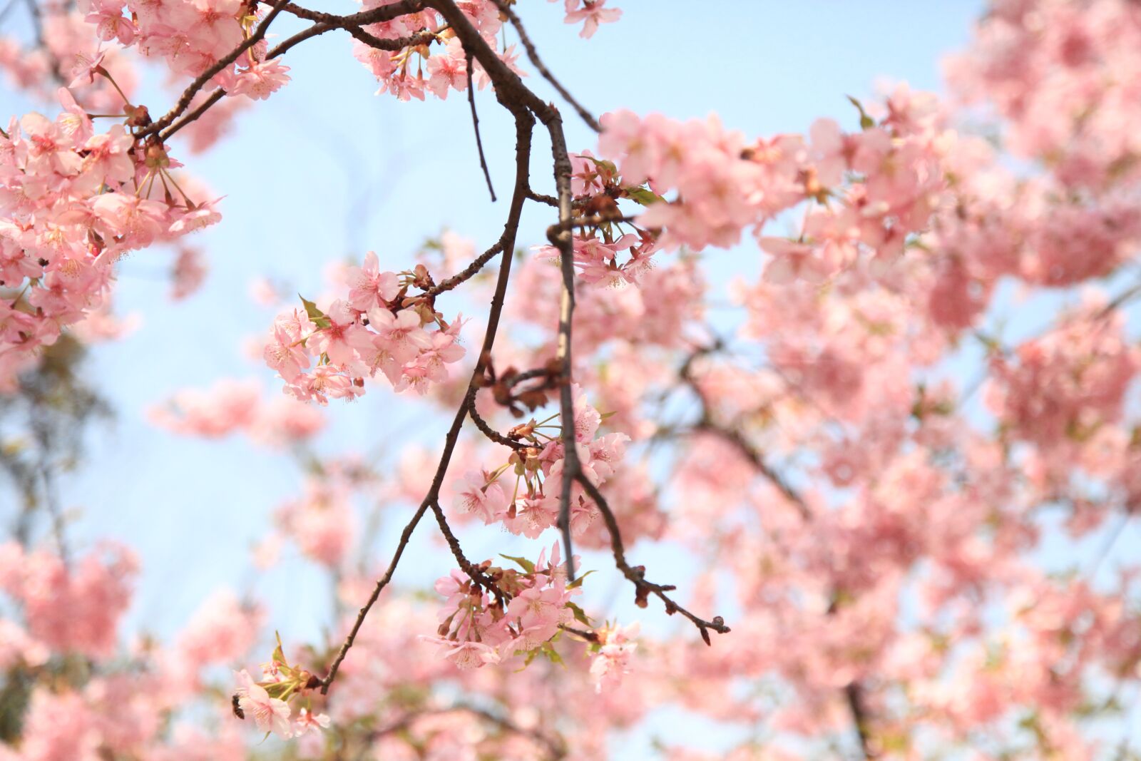 Canon EOS 5D Mark II sample photo. Cherry blossom, spring, the photography