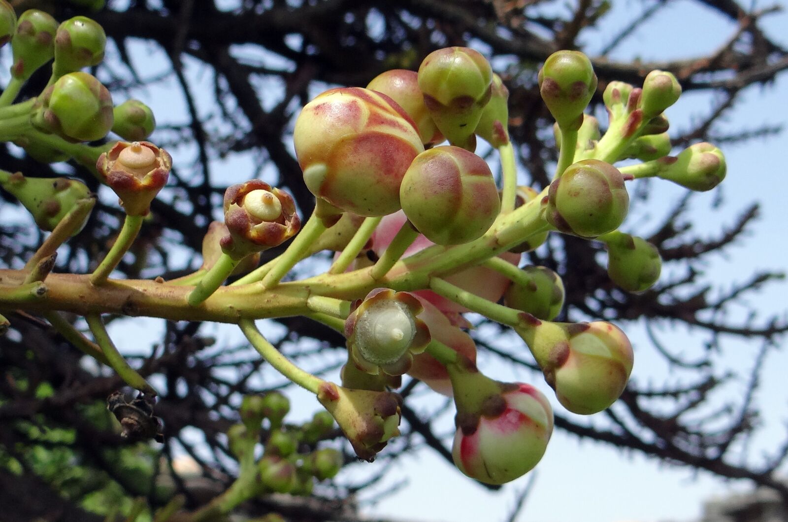 Sony DSC-HX200V sample photo. Buds, couroupita guianensis, cannonball photography