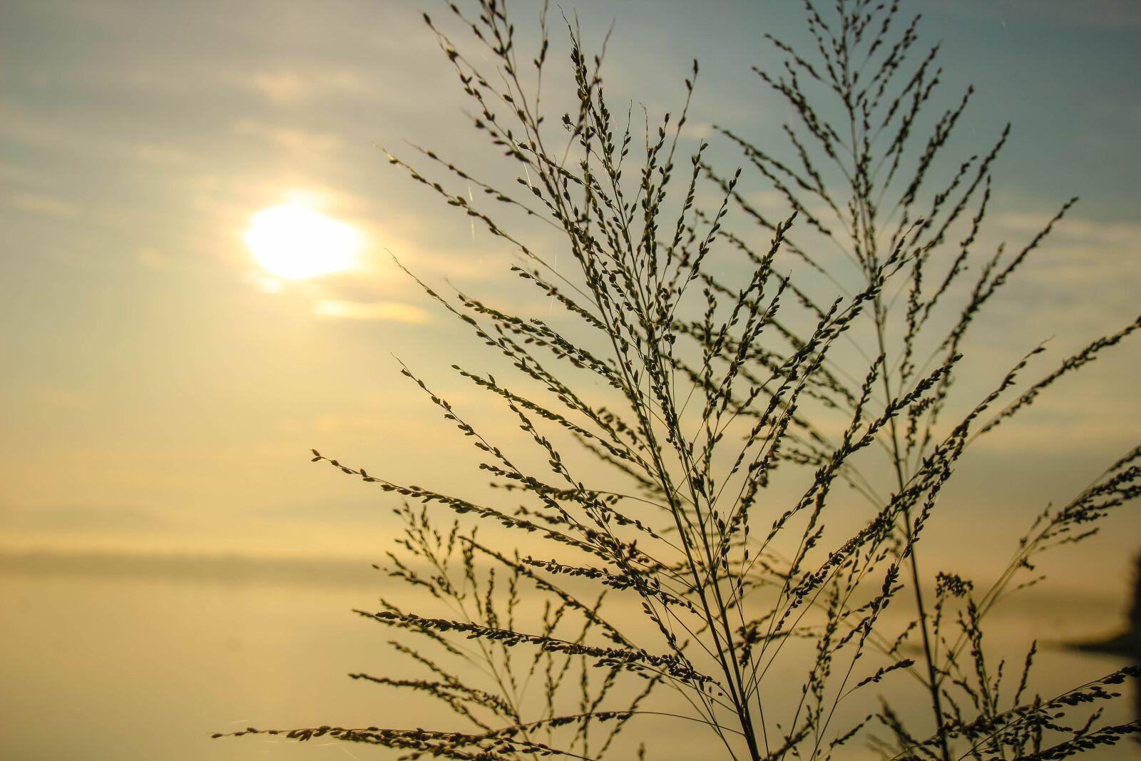 Canon EOS 600D (Rebel EOS T3i / EOS Kiss X5) sample photo. Grass, sunrise, morning photography