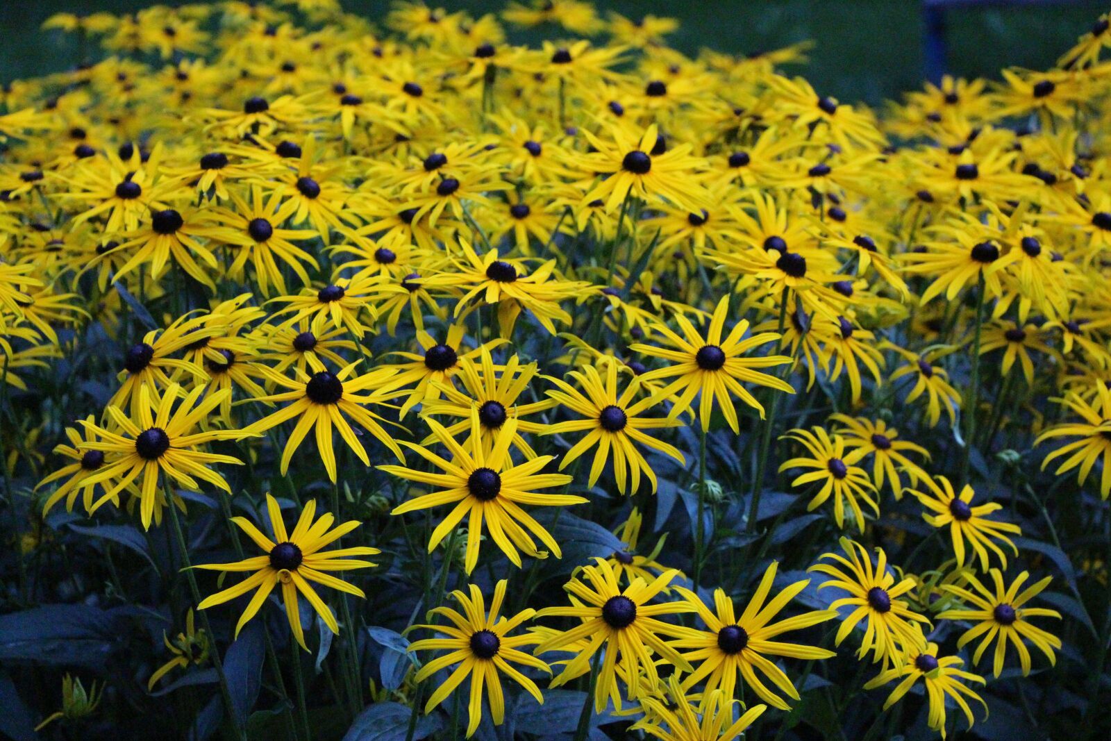 Canon EOS 650D (EOS Rebel T4i / EOS Kiss X6i) sample photo. Flowers, yellow, spring photography
