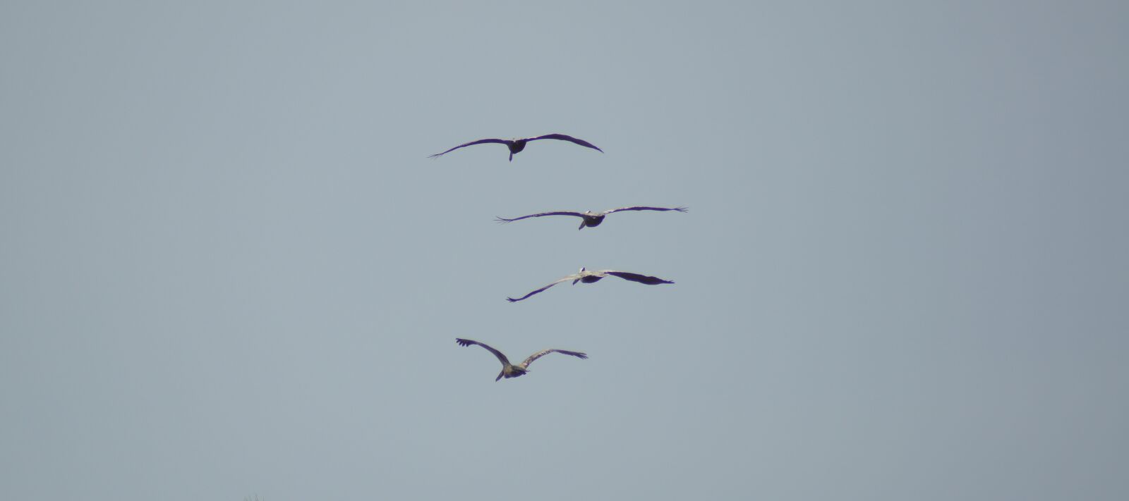Sony SLT-A55 (SLT-A55V) sample photo. Nature, birds, pelicans photography