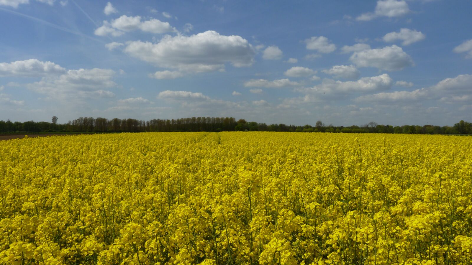 Panasonic Lumix DMC-FZ35 (Lumix DMC-FZ38) sample photo. Field of rapeseeds, spring photography