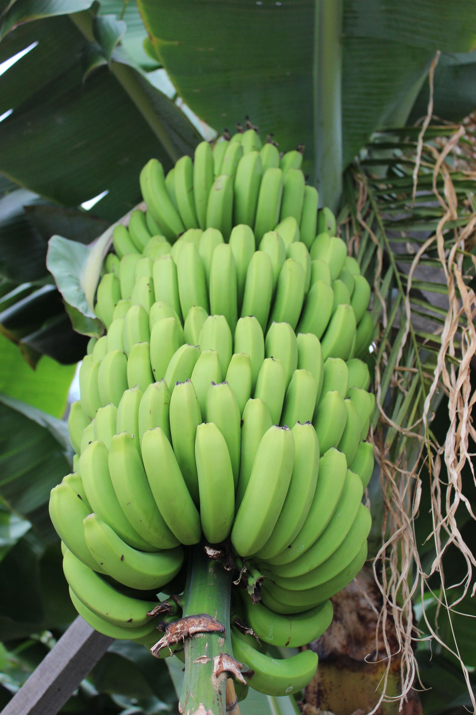 Canon EOS 600D (Rebel EOS T3i / EOS Kiss X5) sample photo. Banana, shrub, banana shrub photography