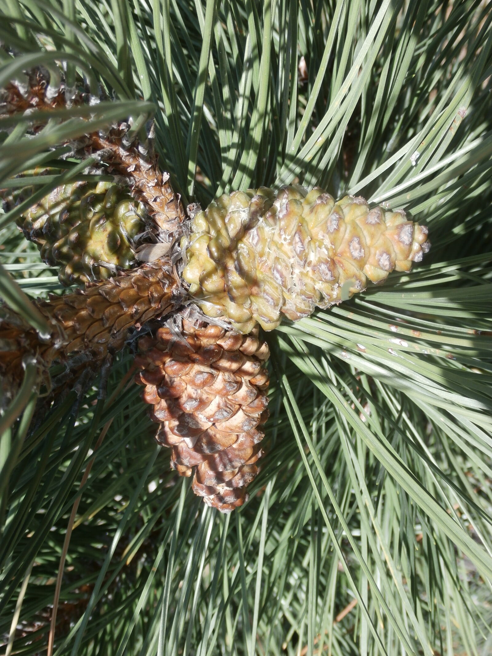 Olympus SZ-15,DZ-100 sample photo. Pine, cones photography