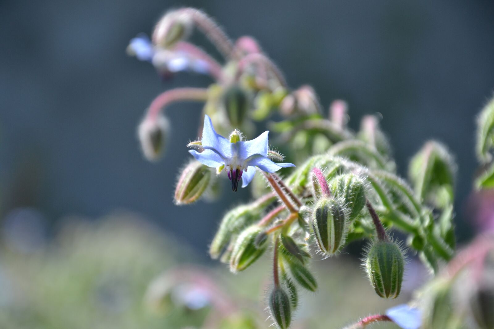 Nikon D3100 sample photo. Borago officinalis, borage, plant photography