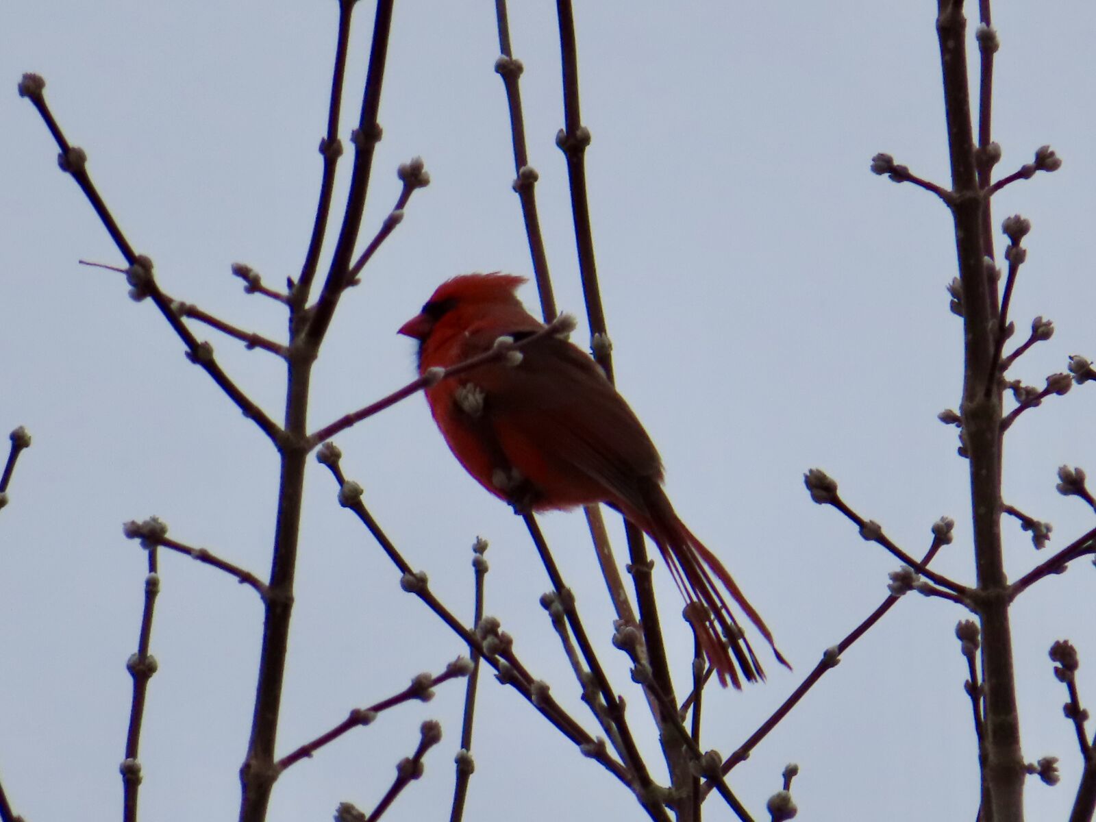 Canon PowerShot SX740 HS sample photo