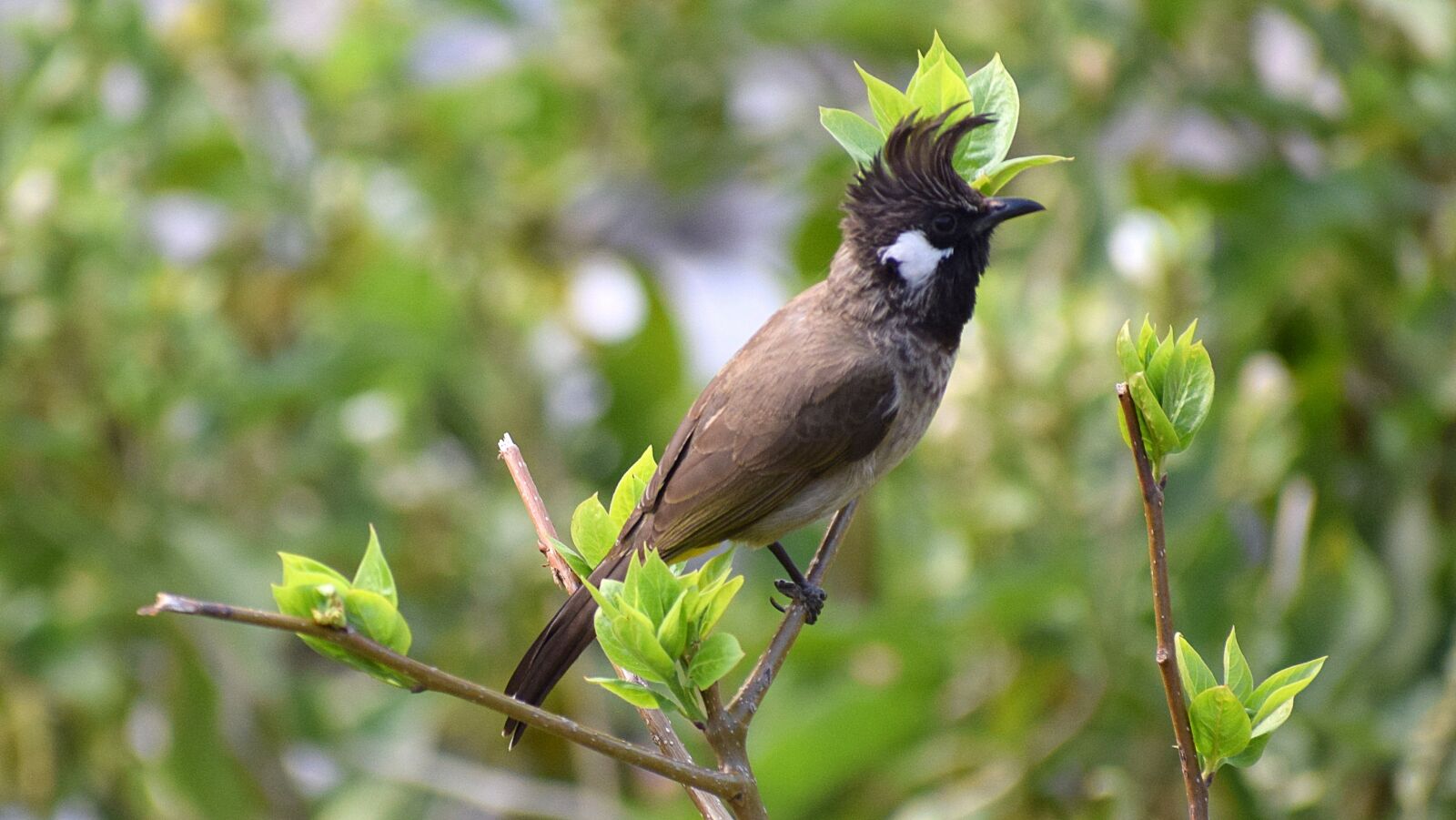 Nikon D3300 sample photo. Bird, bulbul, natural photography