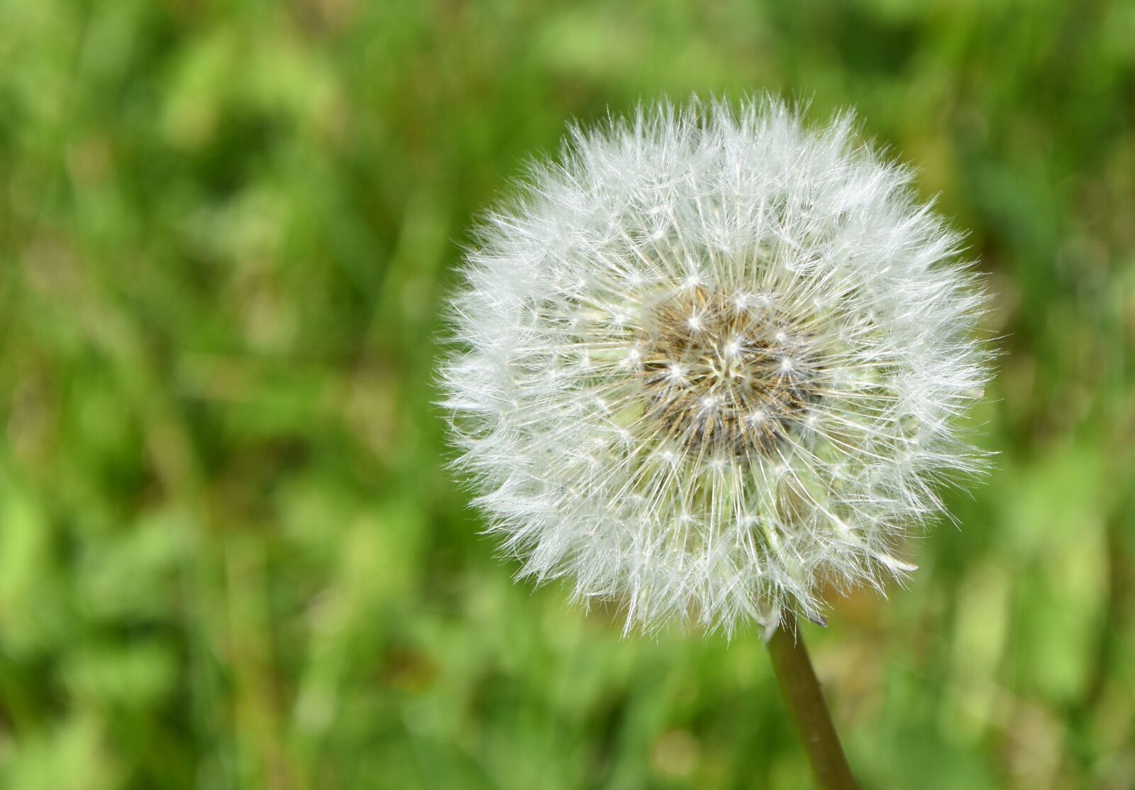 Nikon D7200 sample photo. Dandelion, yellow, nature photography