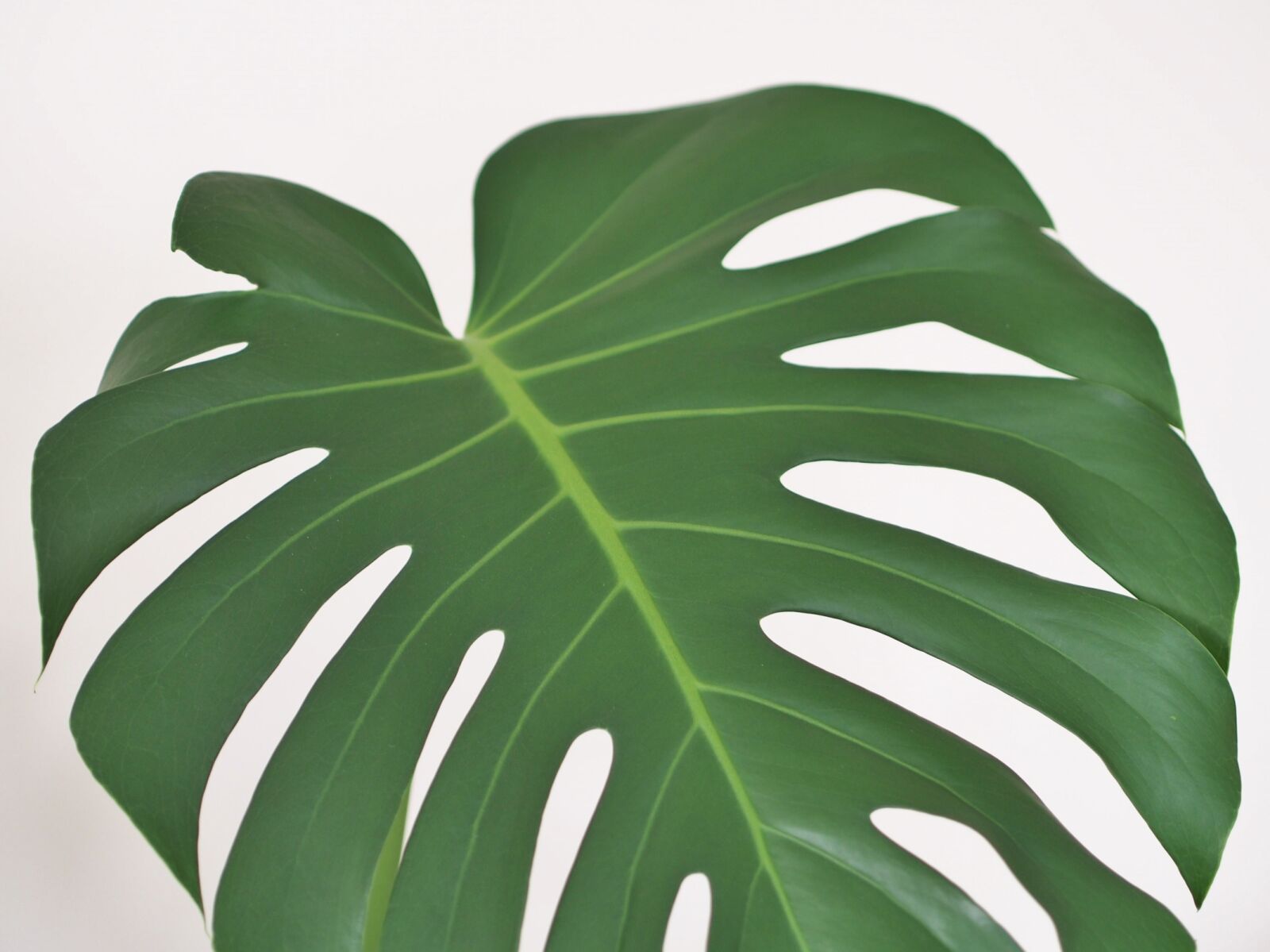 Olympus PEN E-PL5 sample photo. Green, leaf, plant, theme photography