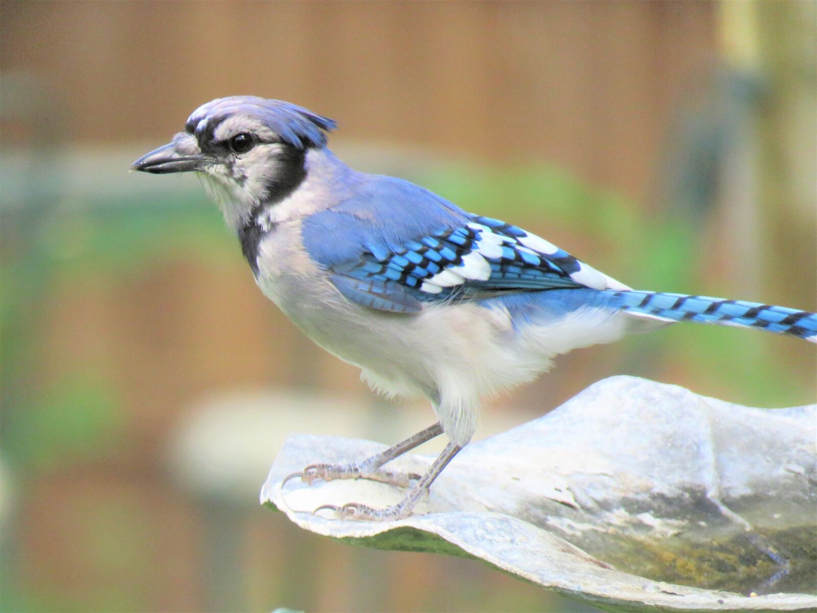 Canon PowerShot SX60 HS sample photo. Bird, blue jay, blue photography
