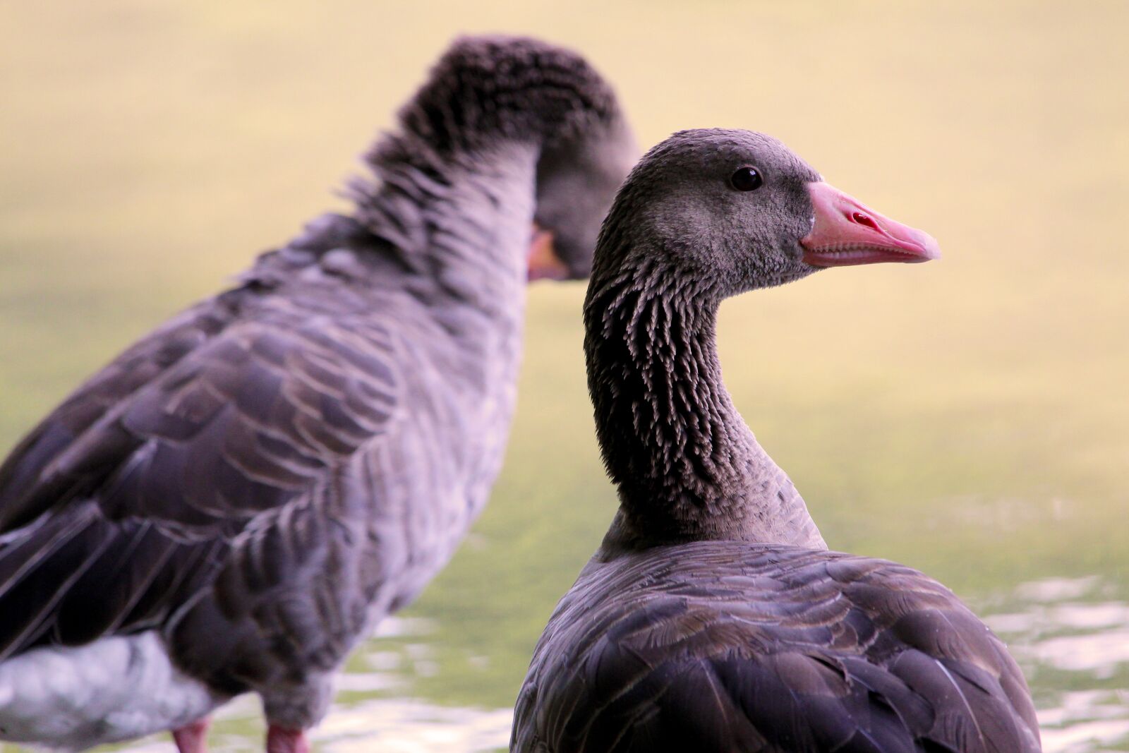 Canon EF-S 55-250mm F4-5.6 IS STM sample photo. Greylag goose, water bird photography