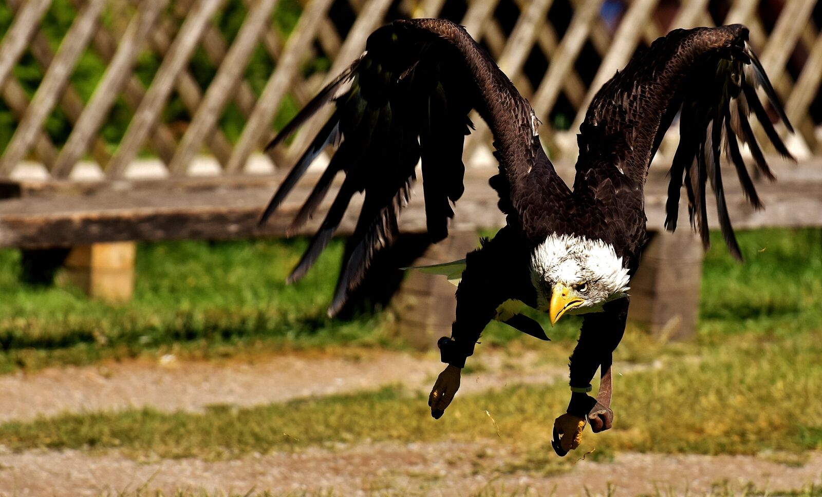 Nikon D7200 sample photo. Adler, bald eagles, bird photography