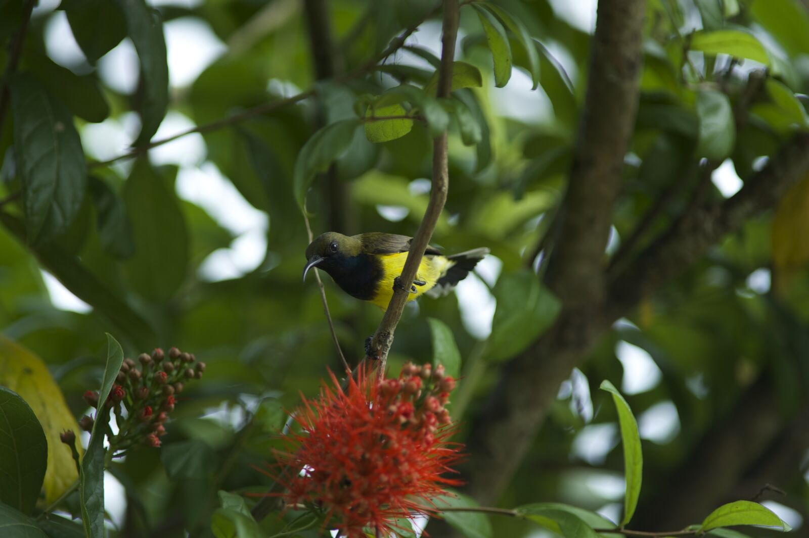 Nikon D700 sample photo. Birds eat retail linden photography