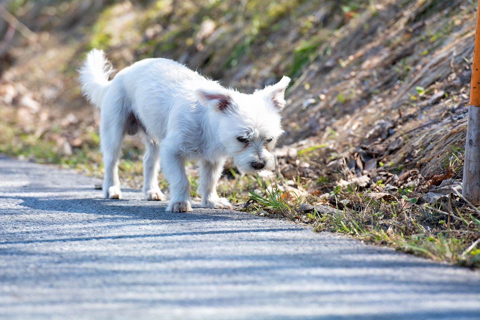 Nikon D7100 sample photo. Dog, white, out photography