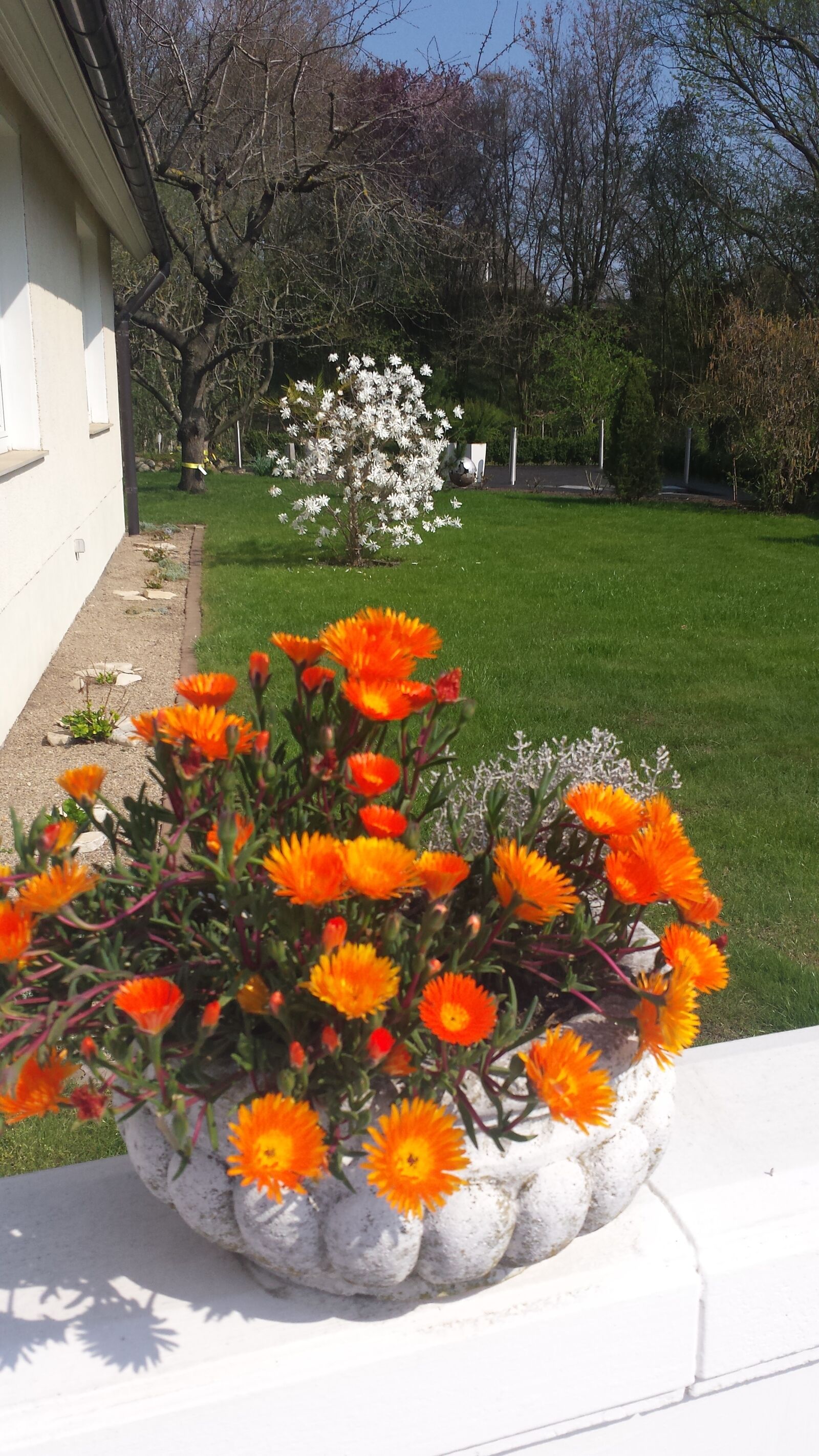 Samsung Galaxy S4 sample photo. Ice plant, flower, bright photography