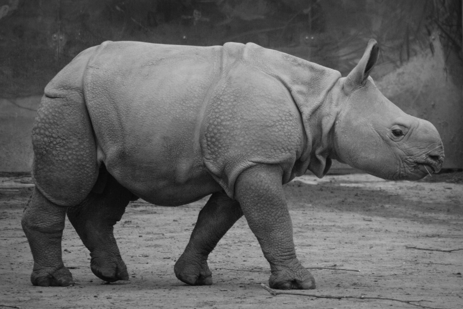 Nikon D5200 sample photo. Rhino, baby rhinoceros, animal photography