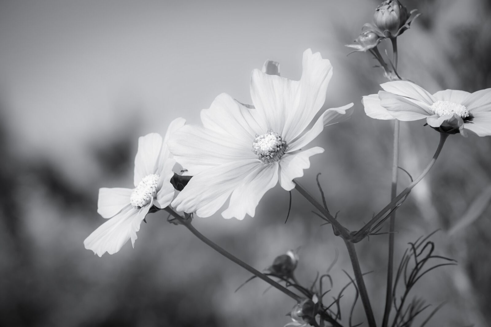 Fujifilm XF 55-200mm F3.5-4.8 R LM OIS sample photo. Cosmea, flower, blooms photography