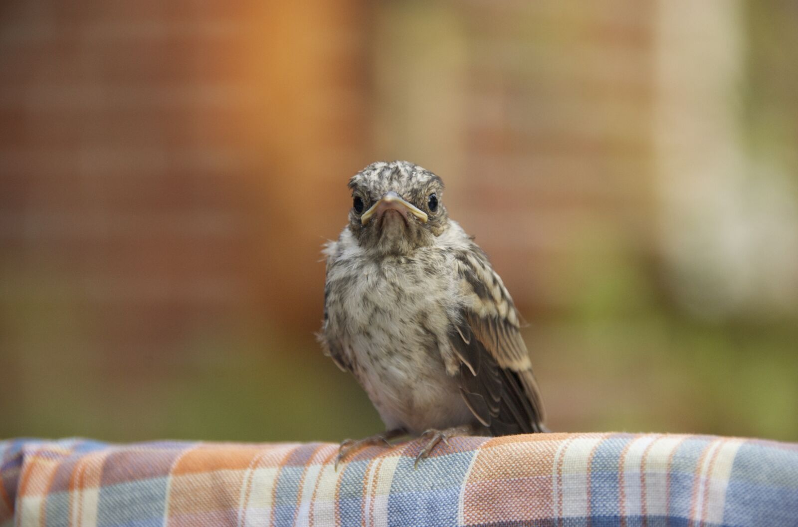 Nikon D40 sample photo. Nature, bird, animal world photography