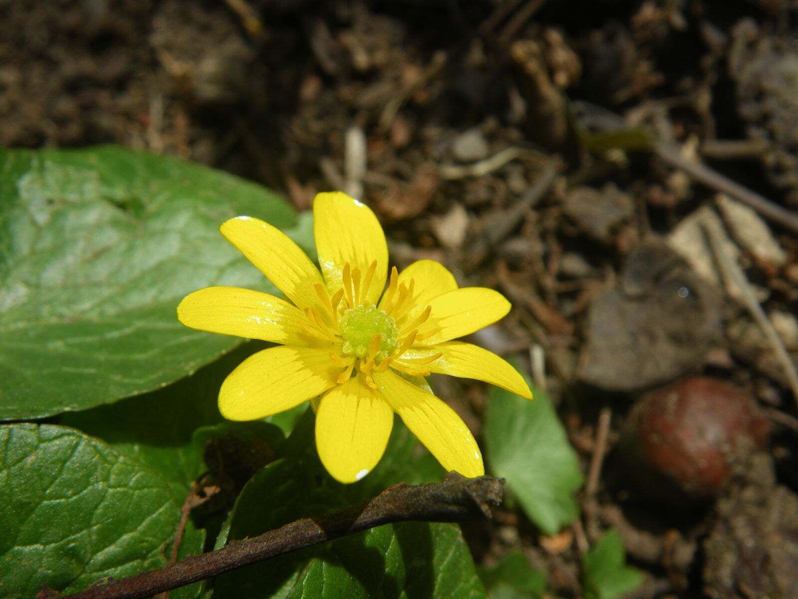 Pentax Optio W60 sample photo. Flower, yellow, forest photography