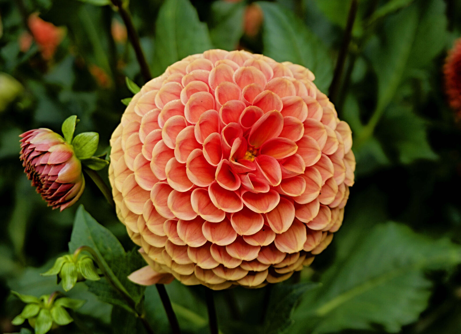 Sony E 16-50mm F3.5-5.6 PZ OSS sample photo. Flower, closeup, plant photography