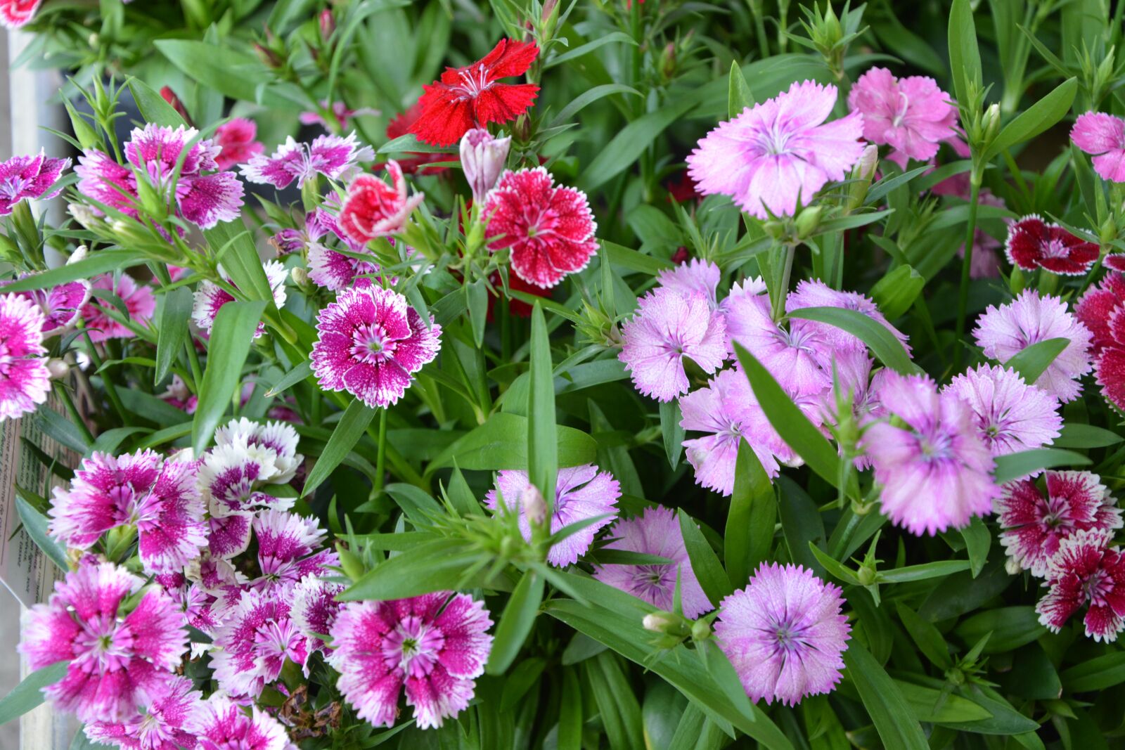 Nikon D5200 sample photo. Flowers, eyelets, colors parma photography