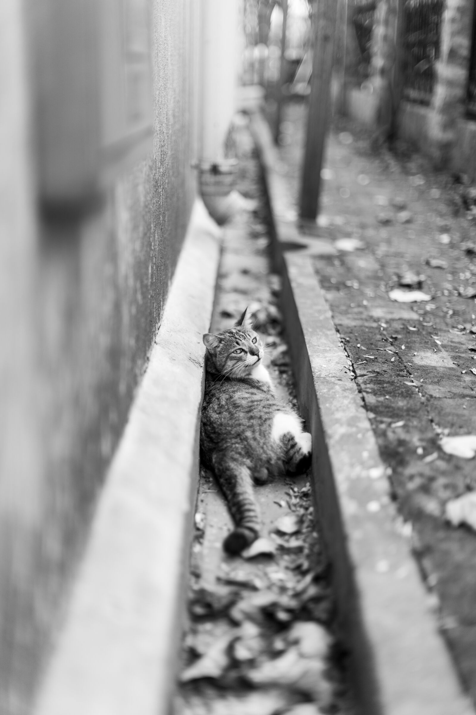 Canon EF 50mm F1.2L USM sample photo. Cat, black and white photography