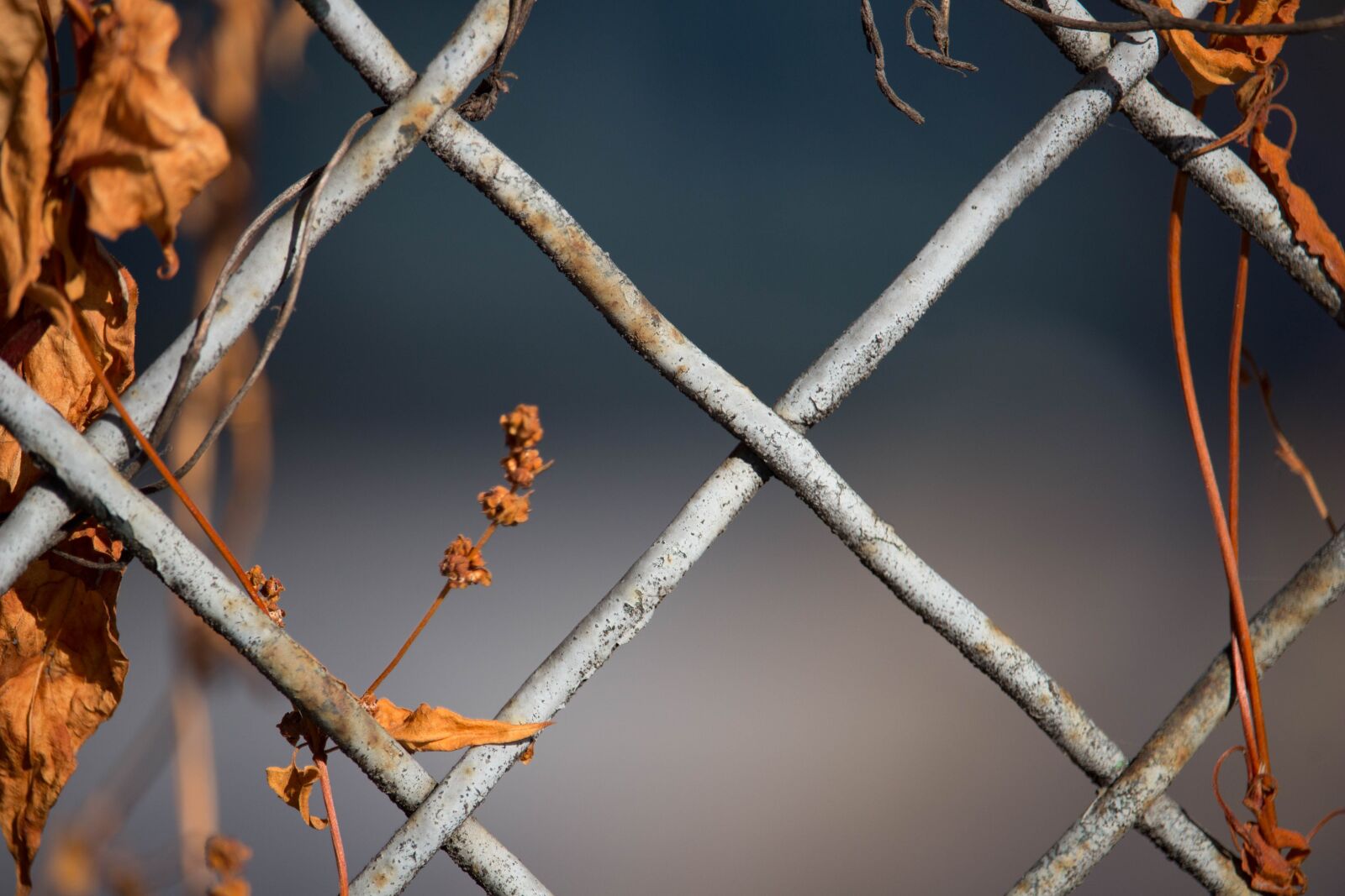 Canon EOS 100D (EOS Rebel SL1 / EOS Kiss X7) sample photo. Fence, fence grid, grid photography