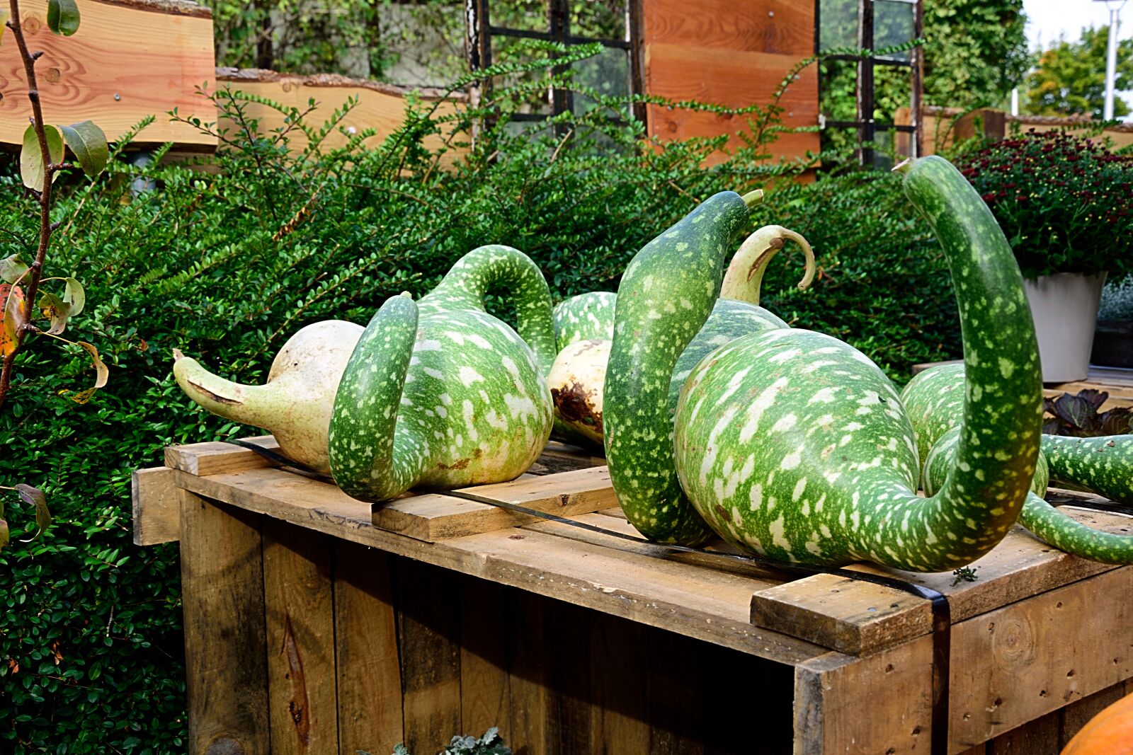 Nikon D3300 sample photo. Pumpkin, bottle gourd, decorative photography