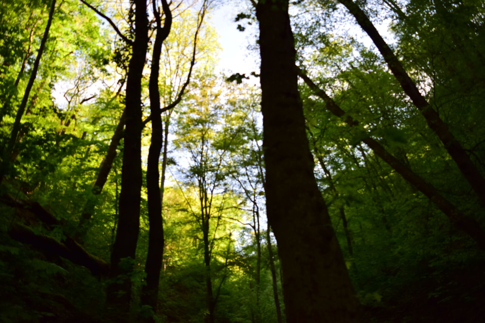 Nikon D5300 sample photo. Forest, germany, green, nature photography