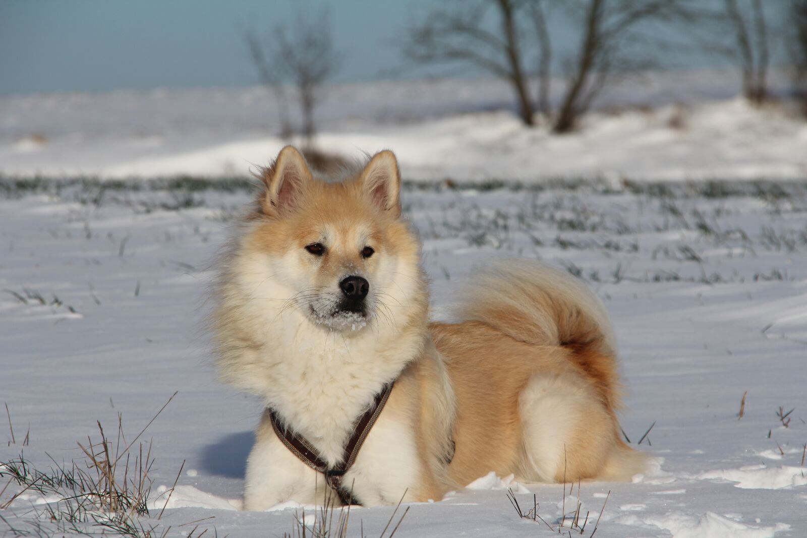 Canon EOS 550D (EOS Rebel T2i / EOS Kiss X4) sample photo. Dog, eurasians, animal photography