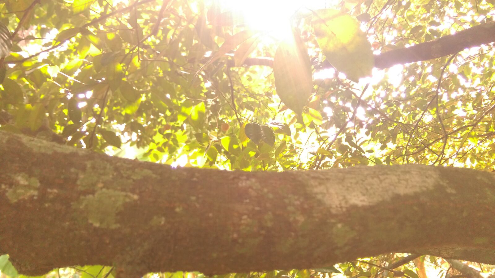 HTC DESIRE EYE sample photo. Green, landscape, leaves, nature photography