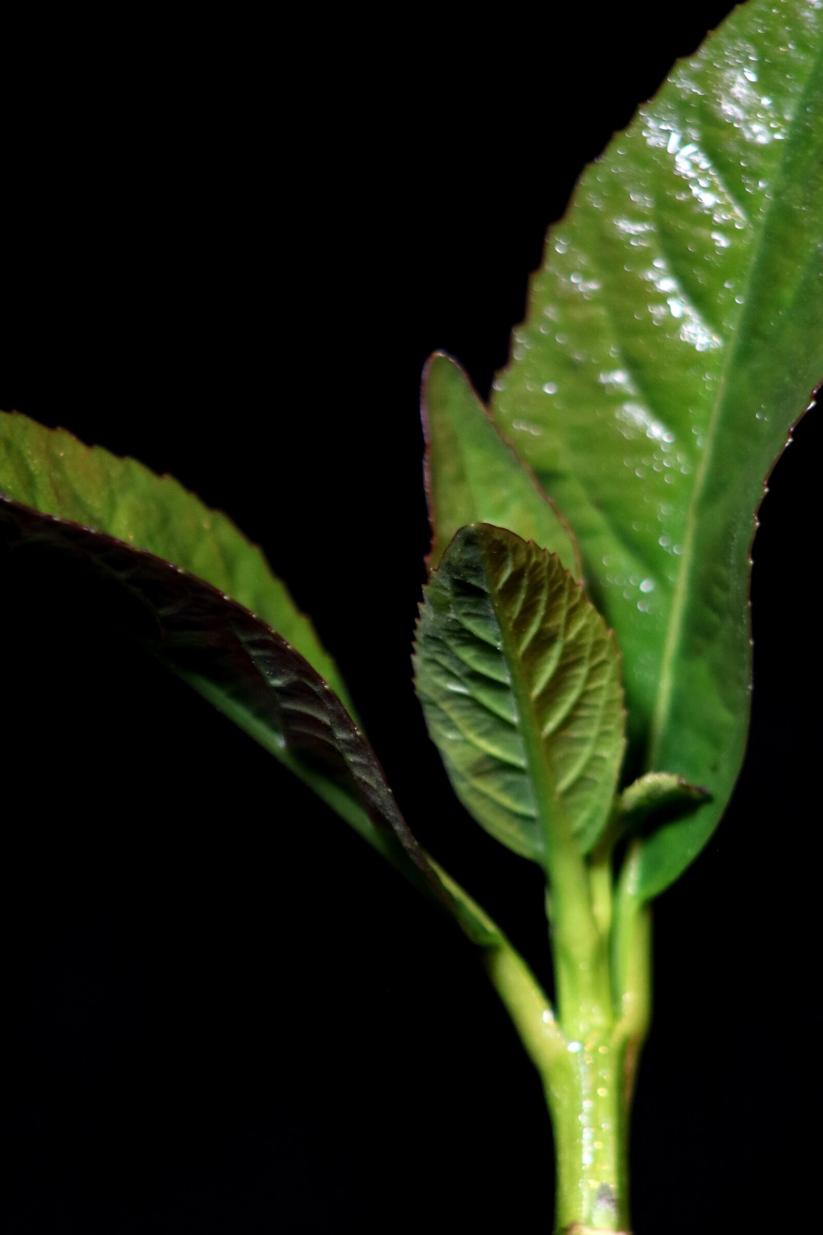 Canon EOS 760D (EOS Rebel T6s / EOS 8000D) sample photo. Plant, background, leaf photography