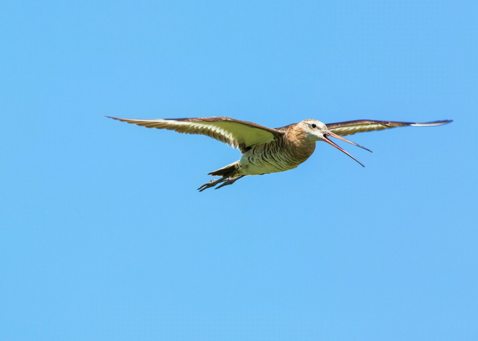 Canon EOS 5D Mark III sample photo. Bird, flight, the photography